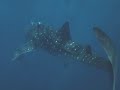 Whale Shark in San Carlos Whale Shark in San Carlos