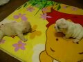 ☆French Bulldog フレンチブルドッグ「チャイ」と「よもぎ」☆