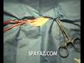 cat spay