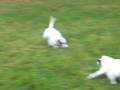 videos de Merri and Vappu running wild