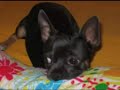 mis animales   perros y gatos   graciosos y cachondos 