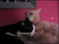 Mis animales ( perros y gatos) graciosos y cachondos. Mis animales ( perros y gatos) graciosos y cachondos.