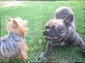 mis animales   perros y gatos   graciosos y cachondos 