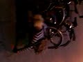 hannyPLINK Coon la biciCleta xDD hannyPLINK Coon la biciCleta xDD