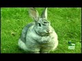 the-real-bambi-thumper-.html