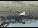 African Fish Eagle, Nkorho Pan