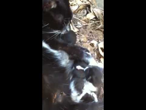 Z kittens