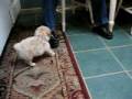 videos de Zero and Marley frolicking