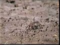 Fiddler Crab Waving Display