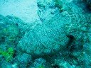 Cuttlefish