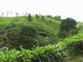 videos de Kebun Teh Bukit Daun