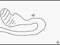 Punani Line Rider