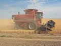 Nelson Farms wheat harvest