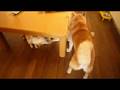 ホモ達にアタックするトロい爺ちゃん柴犬