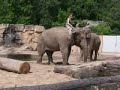 Slonice v ZOO Praha