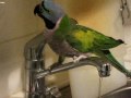 オオダルマインコ チビ 水を飲んでます