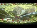 videos de henna-h promo video by halimah abubacker