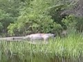 moose carcus moose carcus