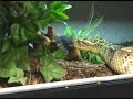 Pissy Puff Adder & Friends