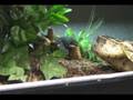 Pissy Puff Adder & Friends