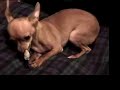 Chihuahua and Pug Puppy Dog Techno Dance