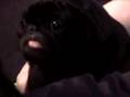 Pug video