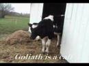 My Cousin Goliath