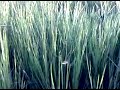 Hard Steppe
