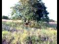 Hard Steppe