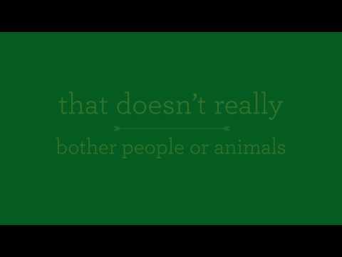 how to kill fungus gnats in hydroponics