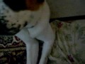 St. Bernard Rapppp, haha