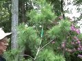 Mr Bonsai Oregon part 2