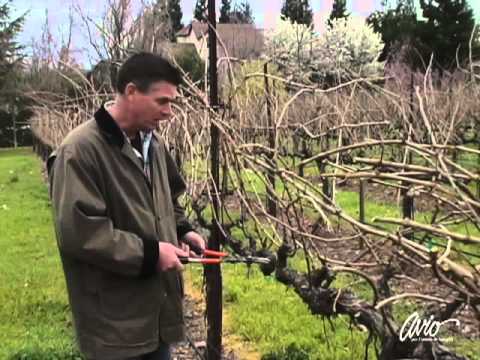 how to trim grape vines