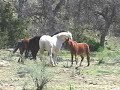 horse