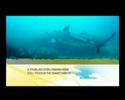 Surfwatch Angel Shark