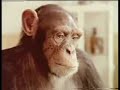 Maravillosos animales