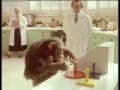 videos de Maravillosos animales