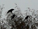 A bunch of Ravens Waking us up at dawn A bunch of Ravens Waking us up at dawn