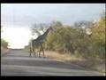 Safari Sightings 
