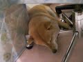 sleeping shiba inu snores