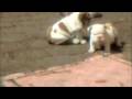 videos de Mi primer proyecto