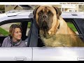 Animais Engraçados / Funny animals Animais Engraçados / Funny animals