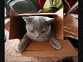 Funny Cats part 2 Funny Cats part 2