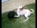 sesso tra cani, a vuoto (divertentissimo)