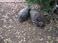 Curacaoian Pigs Curacaoian Pigs
