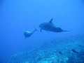 Scubadiving with dolphin in rangiroa,tahiti