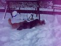Snow doggies!!