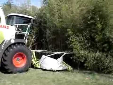 how to harvest bamboo