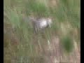 Dead Squirrel!!!