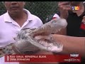 Ikan Berkepala Buaya
